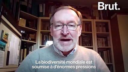 31 nouvelles espèces sont déclarées officiellement éteintes