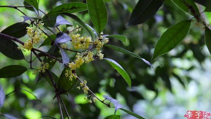 Crust crisp, gravy rich flavor, touched the soul of the Su-style meat moon cake