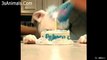 Vídeos engraçados para animais de estimação 2020  Cães e gatos fofos fazendo coisas engraçadas