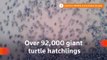Over 92,000 turtles hatch on Brazilian beach