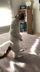 Kitten Standing on Two Legs After Hearing Strange Noise