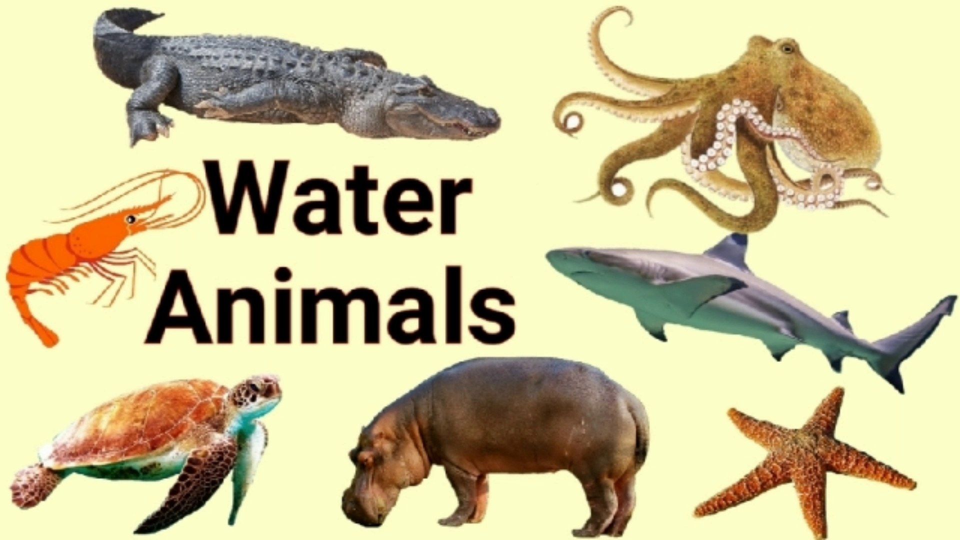 Water Animals Name Hindi and English|जल में रहने वाले जीवों के नाम | Water  Animals - video Dailymotion
