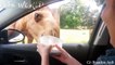 Vidéos d'animaux rigolos - Essayez de ne pas rire en regardant la compilation des animaux rigolos