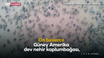 Brezilya'da binlerce kaplumbağa yumurtalarından çıktı