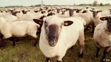 Killing animals for food