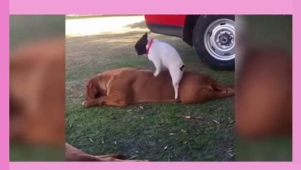 Humorous Cats and Dogs clips doing the unexpected  1.1