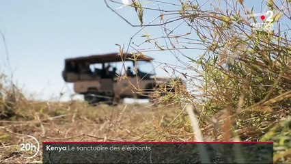 Kenya : le paradis des éléphants