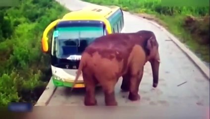 Çin'de iki araca fil böyle saldırdı