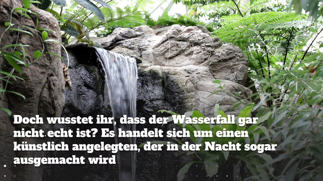 4 unglaubliche Enthüllungen zum Dschungelcamp