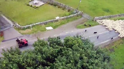 250 koyunu iki dakikada hizaya getiren çoban köpekleri