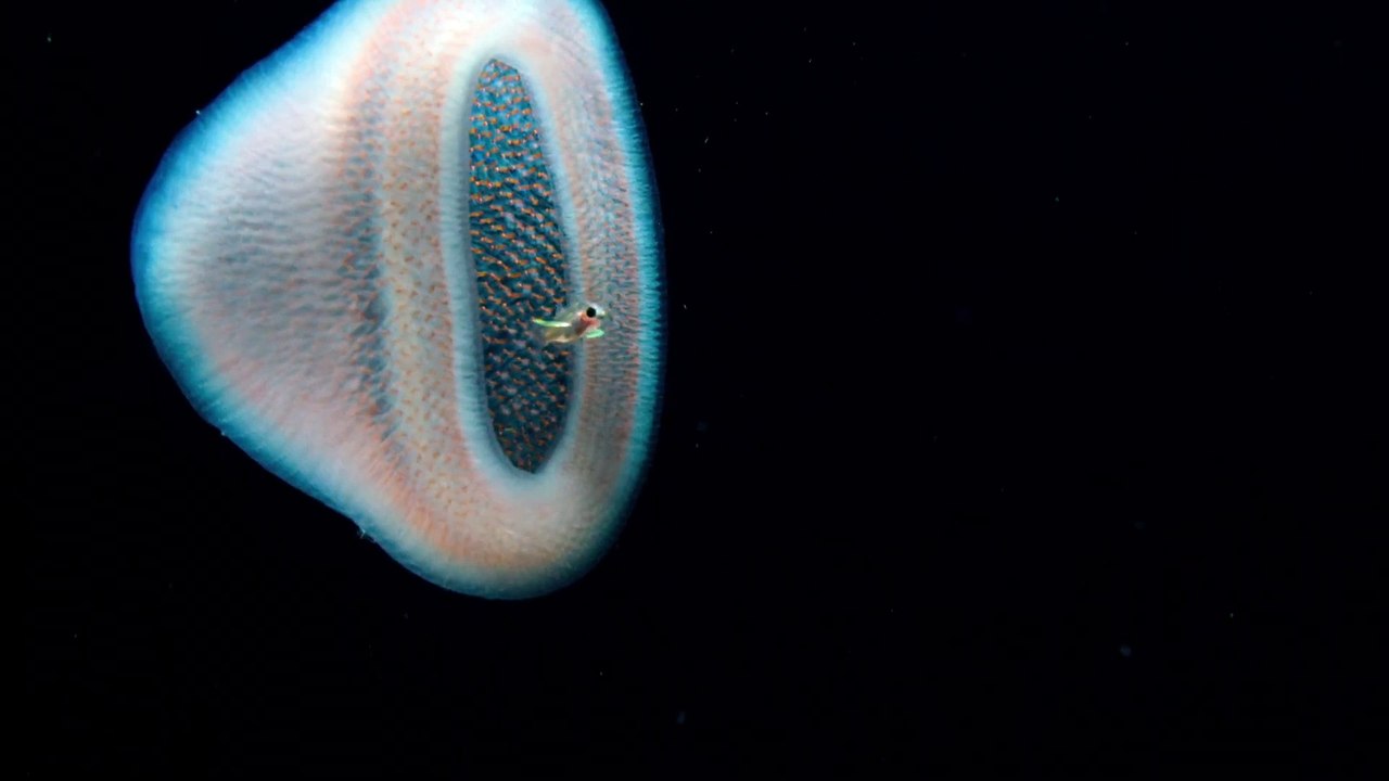 Earth At Night In Color - Behind the Scenes