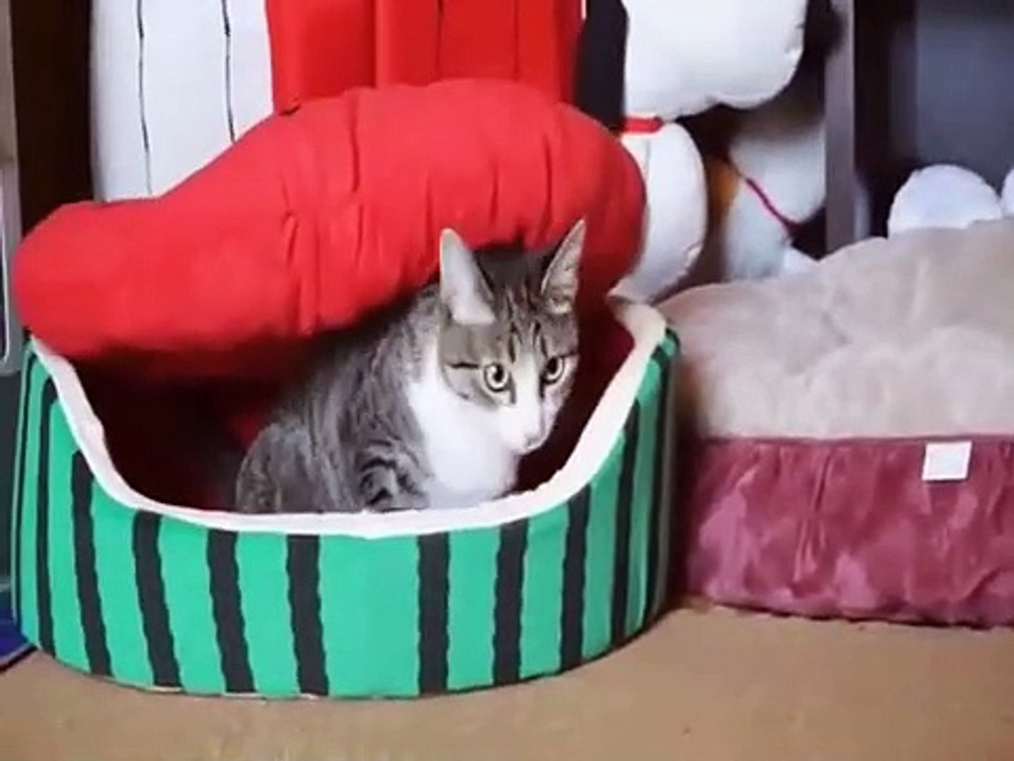 Cat Cats Funny #5