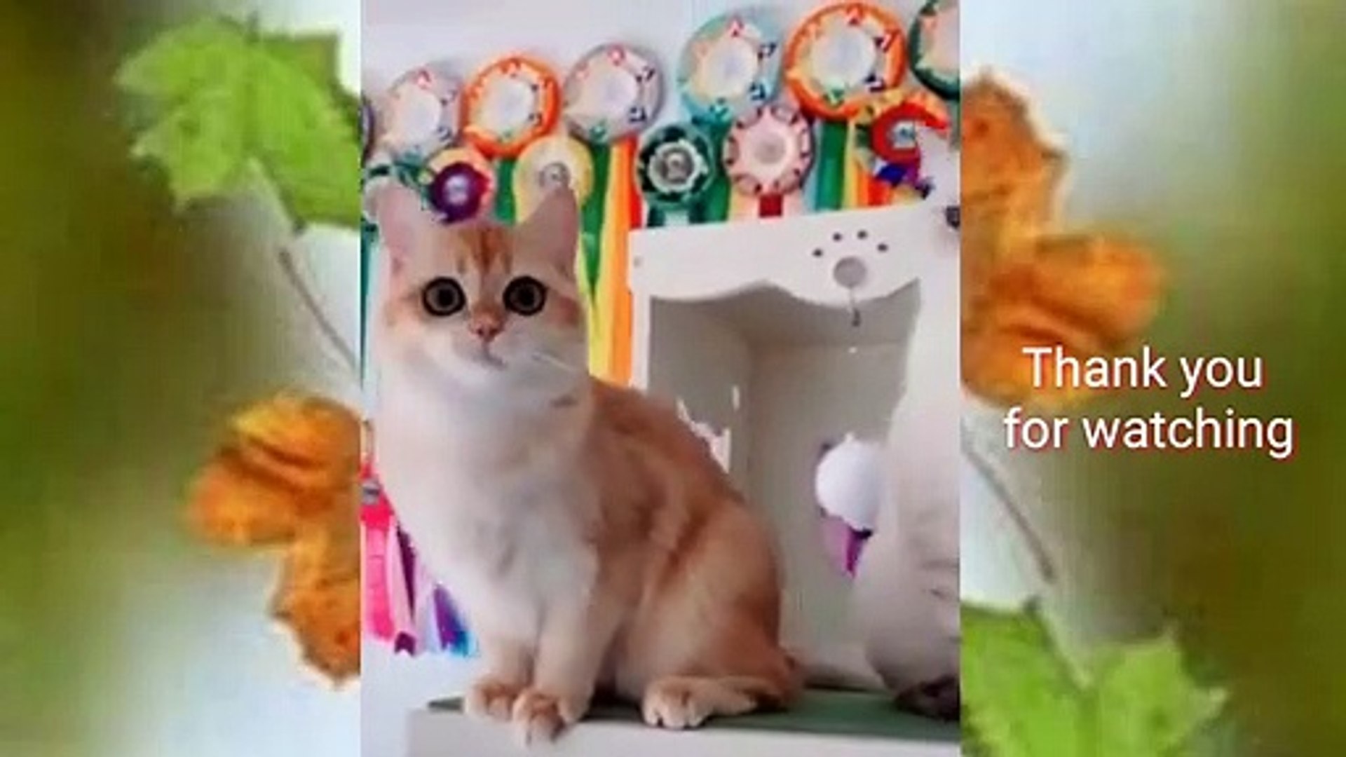 ⁣Cat Cats Funny #8