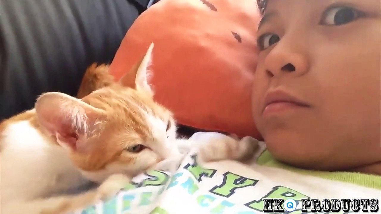 Cat Cats Funny #9