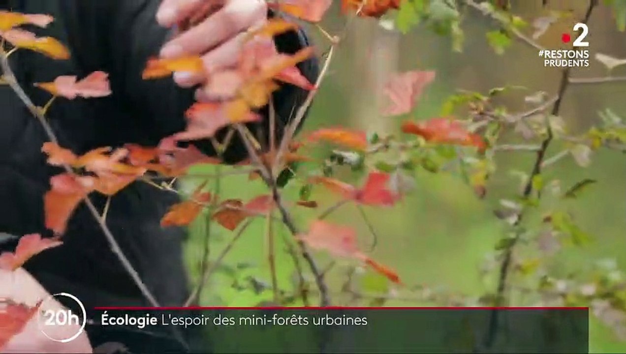 Écologie : les prouesses des micro-forêts urbaines