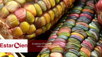 Mexicanos desarrollan tecnología que modifica las plantas de maíz