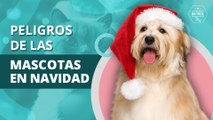 Peligros a los que se exponen nuestras mascotas en las fiestas de fin de año | Dangers our pets are exposed to at the holidays parties