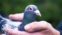 The most expensive racing pigeon sold for $1.9 million in China. Here's why people drop millions on these prized birds.