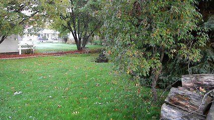 Whitetail Deer Backyard Village of Allouez Wisconsin Extended Footage!