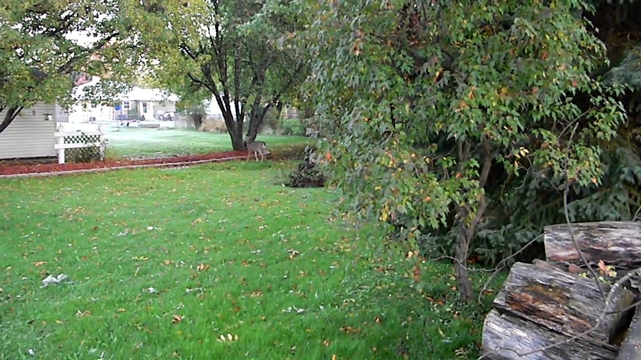 Whitetail Deer Backyard Village of Allouez Wisconsin Extended Footage!