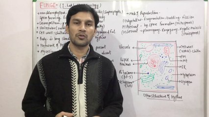 Kingdom Fungi(Part:1)-General Features