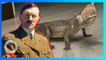 Saturn, sang alligator legenda milik Hitler akan dipamerkan di Museum Rusia - TomoNews