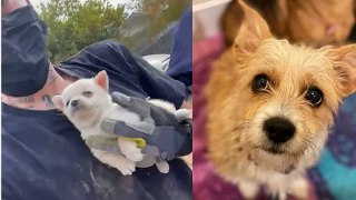 Celebrities like Ellen DeGeneres, Jennifer Aniston and Chriss Tiegan rescued 100 dogs covered in fleas  | Moment 100 dogs covered in fleas and feces are rescued from hoarder's California home