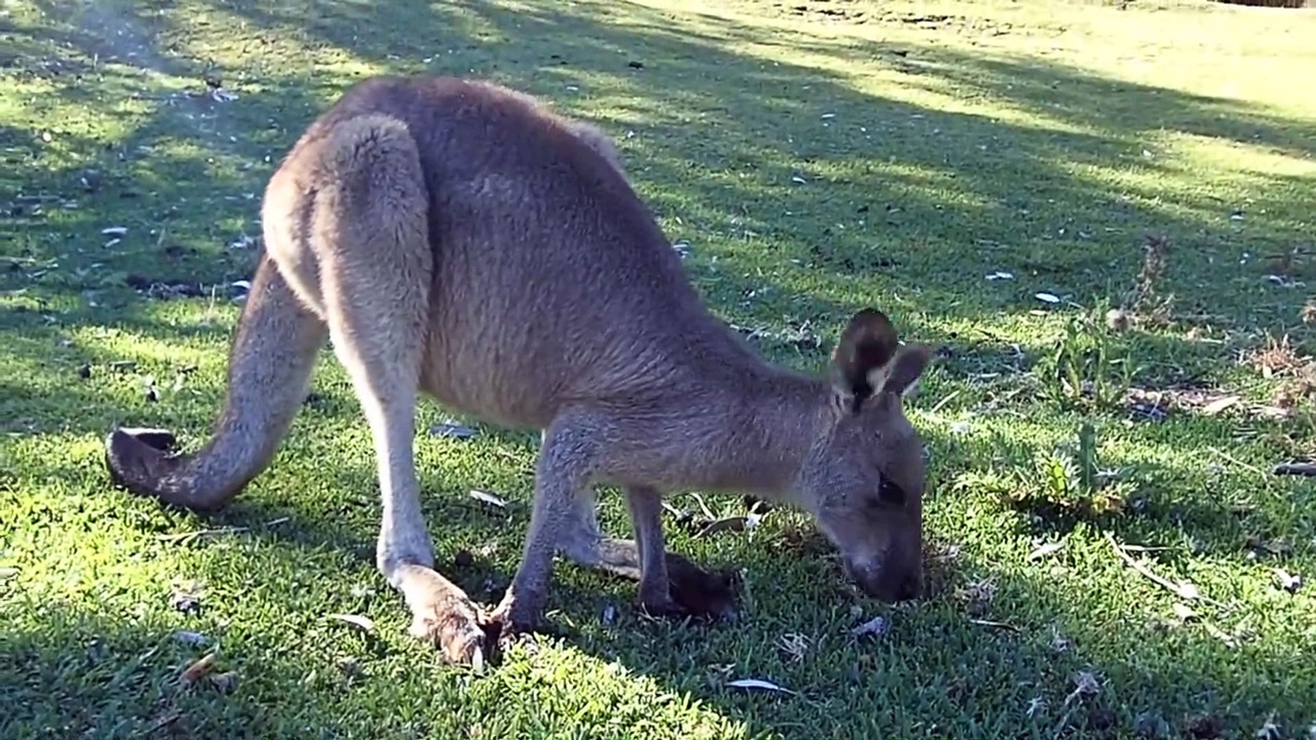 Kid Video _ Animals For Kids _ Kangaroo For Kids _ Lovely Kangaroo For Children #1