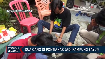 Warga Menyulap Dua Gang di Pontianak Menjadi Kampung Sayur