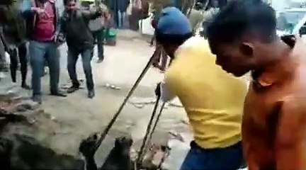 हरित वसुंधरा सोसायटी की टीम ने नाले मे फंसे गौवंशी पशु को निकाला बाहर