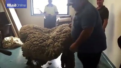 Kaçak koyundan çıkan yün ile 30 süveter çıktı
