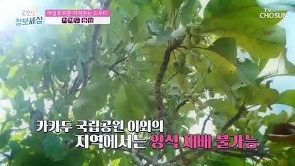 여성호르몬 충전 도와주는 ✧카카두 플럼✧ #광고포함