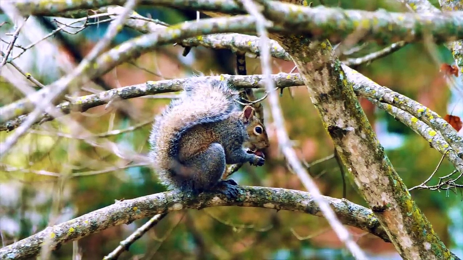 The World of Animals in 8K ULTRA HD _ 8K TV