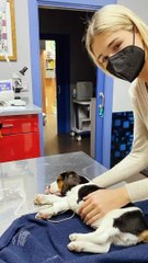 La historia de superación del nuevo perro de Ana Soria y Enrique Ponce