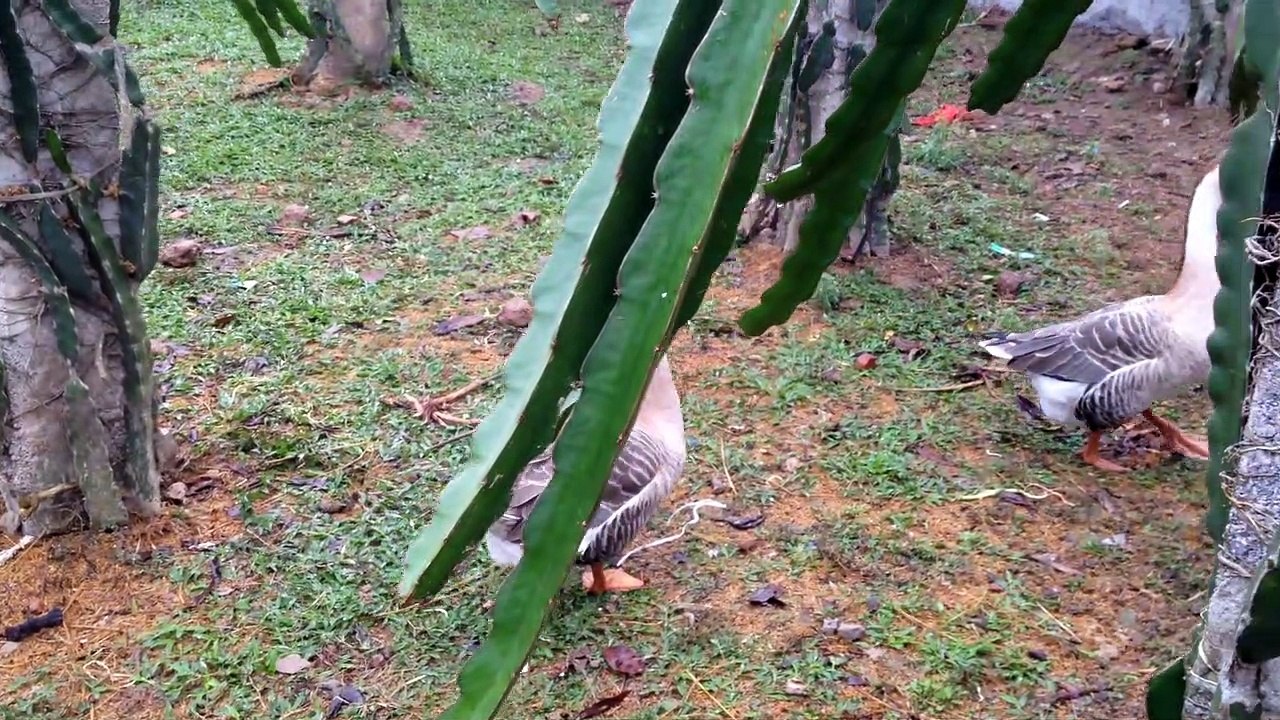 the friend of the two geese is a duck