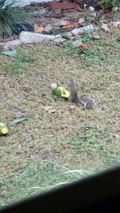 Squirrel Dines Out on Delicious Avocado