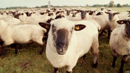 كيف يُذبح الخروف في ألمانيا: رحلة من المزرعة إلى طبقك 🥩