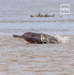 Dolphins Spotted In Mumbai's Vashi Creek