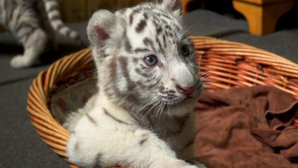 Feel-Good-Countdown, 11: Weiße Tiger Drillinge