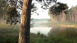 Views of the Forest, Relaxing Music, Study Music, Focus Music, Meditation Music, Sleep Music