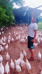 Mener ses poulets au combat !