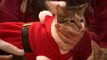 Christmas cats: Want a cuddle? Seoul cat cafe has over 100 costumed felines for people to play with