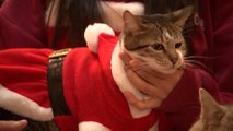 Christmas cats: Want a cuddle? Seoul cat cafe has over 100 costumed felines for people to play with