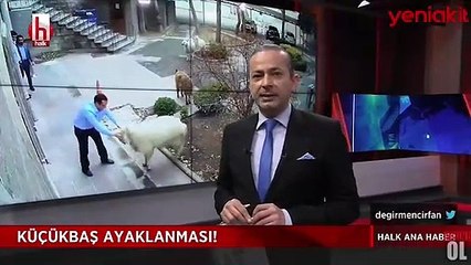 Ekranlarda ilginç anlar! İrfan Değirmenci hayvanları seslendirdi