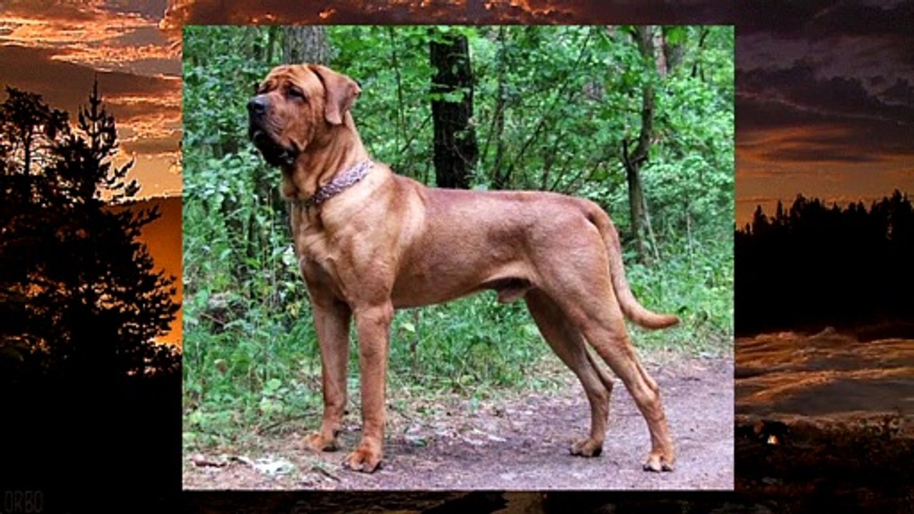 Las 10 razas de perros más grandes del mundo | Yohan Cala