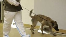 El ejército austriaco presenta un perro capaz de detectar quién está enfermo por coronavirus