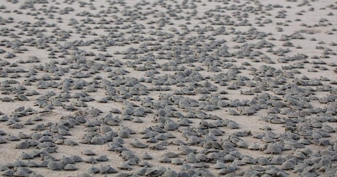 Au Brésil, environ 92000 tortues aquatiques sont nées sur une plage