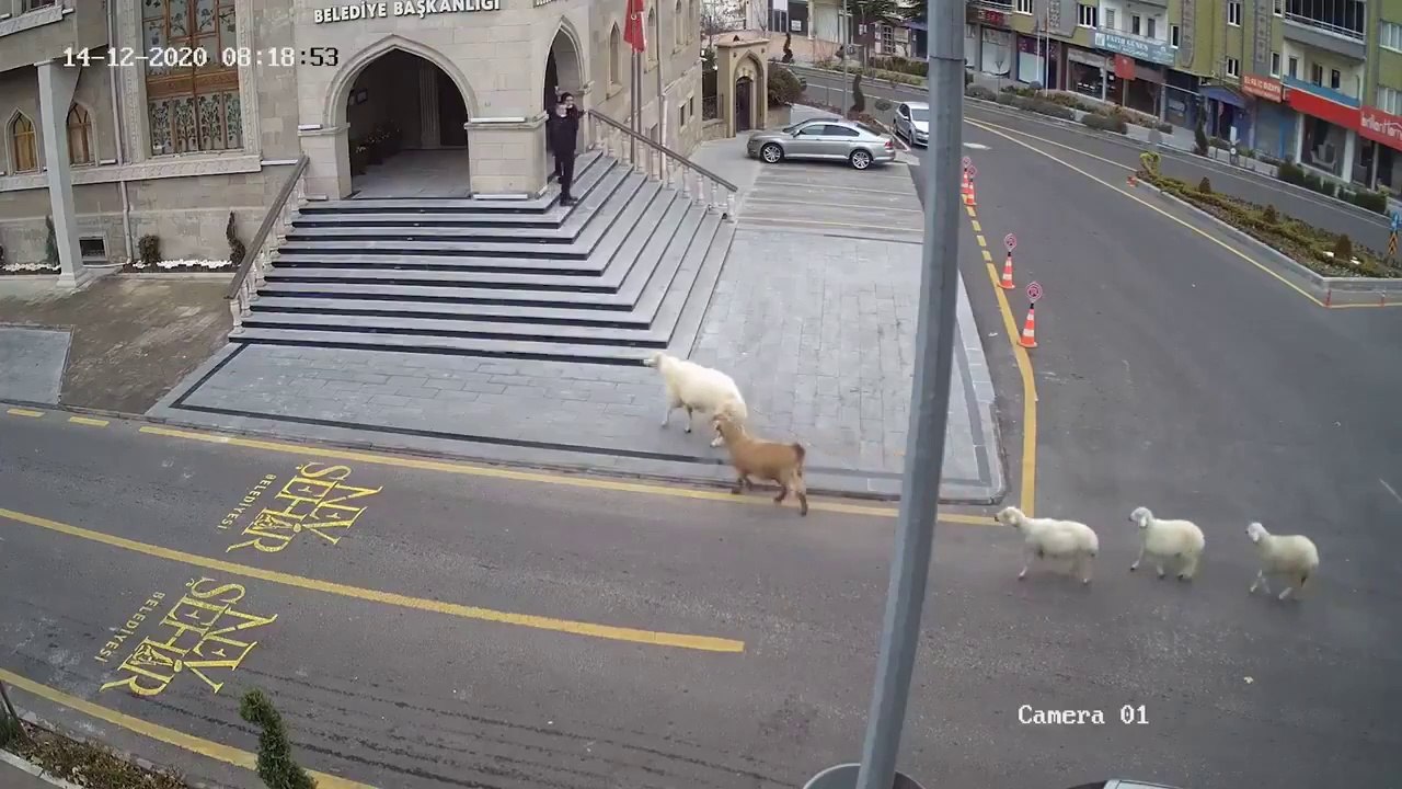 Quand une chèvre, un mouton et des agneaux terrorisent les gens dans la rue en Turquie