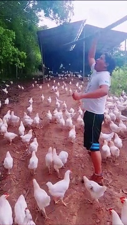 Il part à la guerre avec son armée de poulets