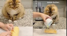 El gatito chef que se ha vuelto viral en redes sociales.